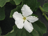 Lagenaria siceraria Bouteille miniature; fleurs-M