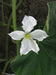 Lagenaria siceraria Poire strie 4inch; fleurs-F