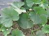 Lagenaria siceraria Poire strie 4inch; feuilles