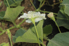Lagenaria siceraria Poire strie 4inch; fleurs-M