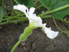 Lagenaria siceraria Plerine japonaise; fleurs-F