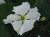 Lagenaria siceraria Plerine japonaise; fleurs-M