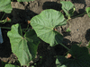 Lagenaria siceraria Plerine japonaise; feuilles