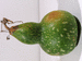 Lagenaria siceraria Tessaoua siphon; fruits