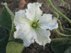 Lagenaria siceraria Tessaoua siphon; fleurs-M
