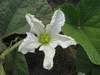 Lagenaria siceraria Tessaoua siphon; fleurs-F