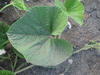 Lagenaria siceraria Tessaoua siphon; feuilles