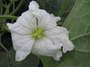 Lagenaria siceraria Amphore marbre; fleurs-F
