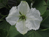 Lagenaria siceraria Amphore marbre; fleurs-M