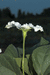 Lagenaria siceraria Amphore marbre; fleurs-M
