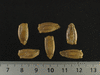 Lagenaria siceraria Sake Congo mini; graines