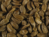 Lagenaria siceraria Sake Congo mini; graines