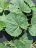 Lagenaria siceraria Sake Congo mini; feuilles