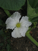 Lagenaria siceraria Sake Congo mini; fleurs-F