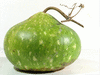 Lagenaria siceraria Hopi sonaja; fruits