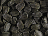 Lagenaria siceraria Hopi sonaja; graines