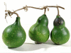 Lagenaria siceraria Peq. Pescoo liso; fruits