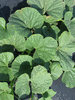 Lagenaria siceraria Peq. Pescoo liso; feuilles