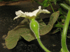Lagenaria siceraria Peq. Pescoo liso; fleurs-F