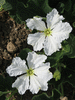 Lagenaria siceraria Peq. Pescoo liso; fleurs-M