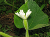 Lagenaria siceraria Votavua Monta; fleurs-F