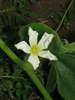 Lagenaria siceraria Votavua Monta; fleurs-F