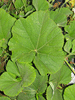 Lagenaria siceraria Votavua Monta; feuilles