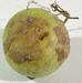 Lagenaria siceraria Aigrette gourd; ombilics