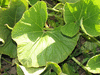 Lagenaria siceraria Aigrette gourd; feuilles