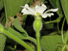 Lagenaria siceraria Aigrette gourd; fleurs-F
