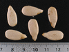Lagenaria siceraria Aigrette gourd; graines