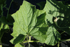 Lagenaria siceraria Wine gourd; feuilles