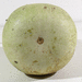 Lagenaria siceraria Stump Gourd; ombilics