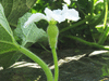 Lagenaria siceraria Stump Gourd; fleurs-F