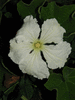 Lagenaria siceraria Stump Gourd; fleurs-M