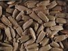 Lagenaria siceraria Stump Gourd; graines