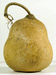 Lagenaria siceraria Stump Gourd; fruits-secs