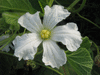 Lagenaria siceraria Cricket Gourd; fleurs-F