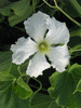Lagenaria siceraria Cricket Gourd; fleurs-M