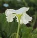 Lagenaria siceraria Cricket Gourd; fleurs-M