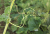 Lagenaria siceraria Cricket Gourd; vrilles
