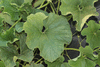 Lagenaria siceraria Cricket Gourd; feuilles