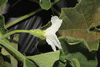 Lagenaria siceraria Cricket Gourd; fleurs-F