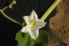 Lagenaria siceraria Gourde Sonde; fleurs-F