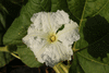 Lagenaria siceraria Gourde Sonde; fleurs-M