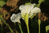 Lagenaria siceraria Gourde Sonde; fleurs-M