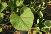 Lagenaria siceraria Gourde Sonde; feuilles