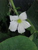 Lagenaria siceraria Froggy; fleurs-F