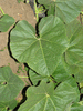 Lagenaria siceraria Giant ronde du Zaire; feuilles