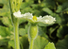 Lagenaria siceraria Kassuwaris egg; fleurs-F